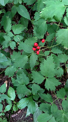 Actaea rubra