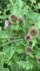 Arctium