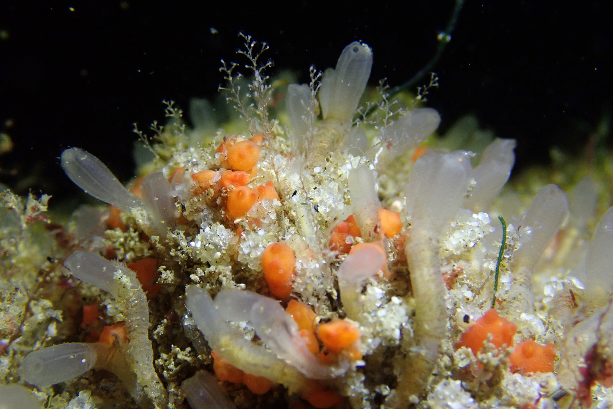Euherdmania claviformis (Ritter, 1903)