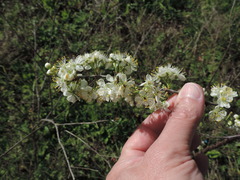 Prunus rivularis