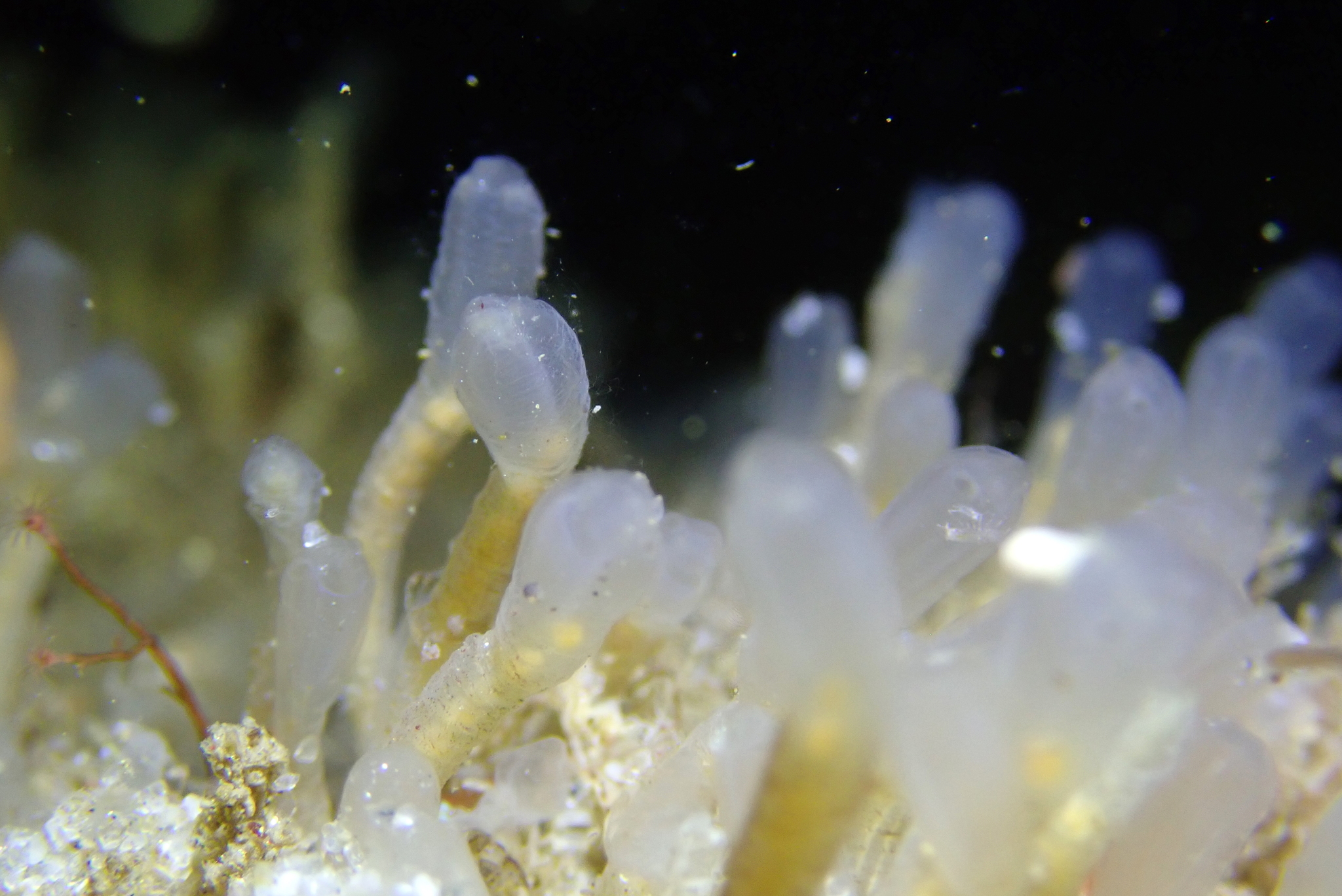 Euherdmania claviformis (Ritter, 1903)