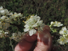 Prunus rivularis