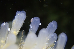Tunic-Band Compound Tunicate photo 2