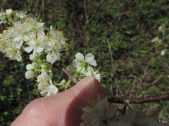 Prunus rivularis
