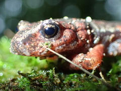 Speleomantes italicus