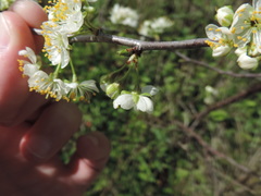 Prunus rivularis