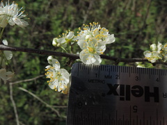 Prunus rivularis