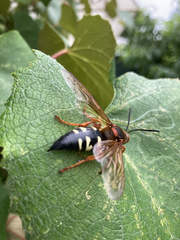 Sphecius speciosus