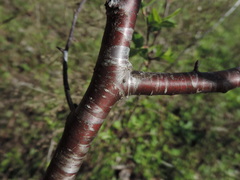 Prunus rivularis