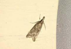 Eudonia pallida
