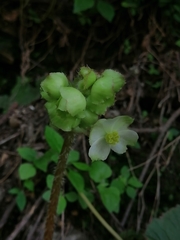 Begonia monophylla