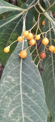 Solanum argentinum