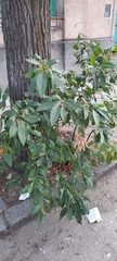 Solanum argentinum