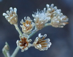 Helichrysum rosum