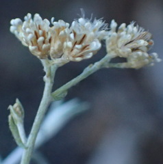 Helichrysum rosum