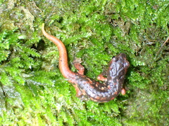 Speleomantes italicus