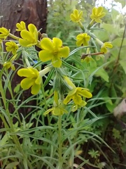 Lithospermum strictum