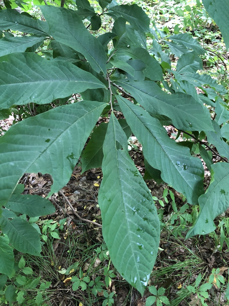 common pawpaw in July 2021 by evandrake10 · iNaturalist