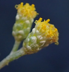 Helichrysum rosum