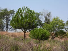 Pinus pinea