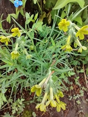 Lithospermum strictum
