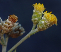 Helichrysum rosum