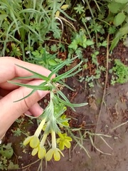 Lithospermum strictum