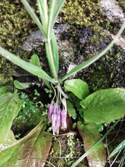 Polygonatum verticillatum