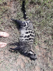 Civettictis civetta australis