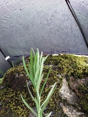 Polygonatum verticillatum