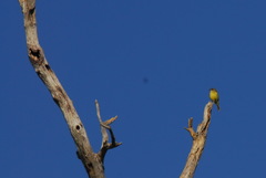 Microeca flavigaster