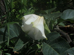 Datura innoxia image