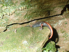 Speleomantes italicus