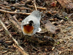 Curruca subcoerulea cinerascens