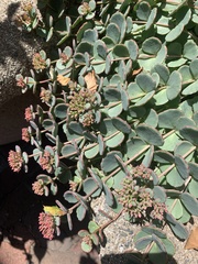 Hylotelephium sieboldii