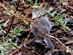 Curruca subcoerulea cinerascens