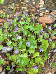 Cymbalaria muralis
