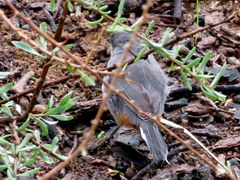 Curruca subcoerulea cinerascens