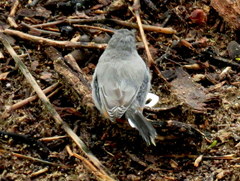 Curruca subcoerulea cinerascens