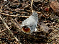 Curruca subcoerulea cinerascens