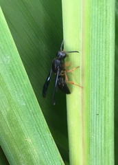 Anterhynchium rufipes