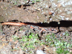 Speleomantes italicus