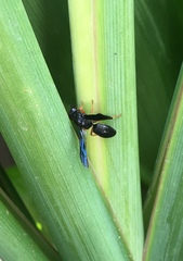 Anterhynchium rufipes