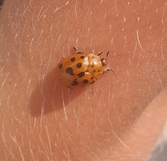 Chelymorpha cassidea