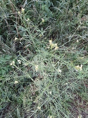 Sisymbrium altissimum