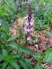 Stachys palustris