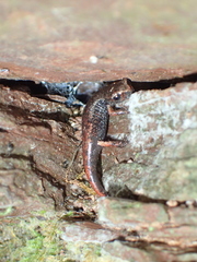 Speleomantes italicus