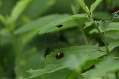 Calligrapha pantherina
