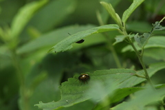 Calligrapha pantherina