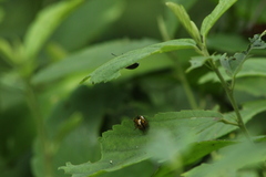 Calligrapha pantherina